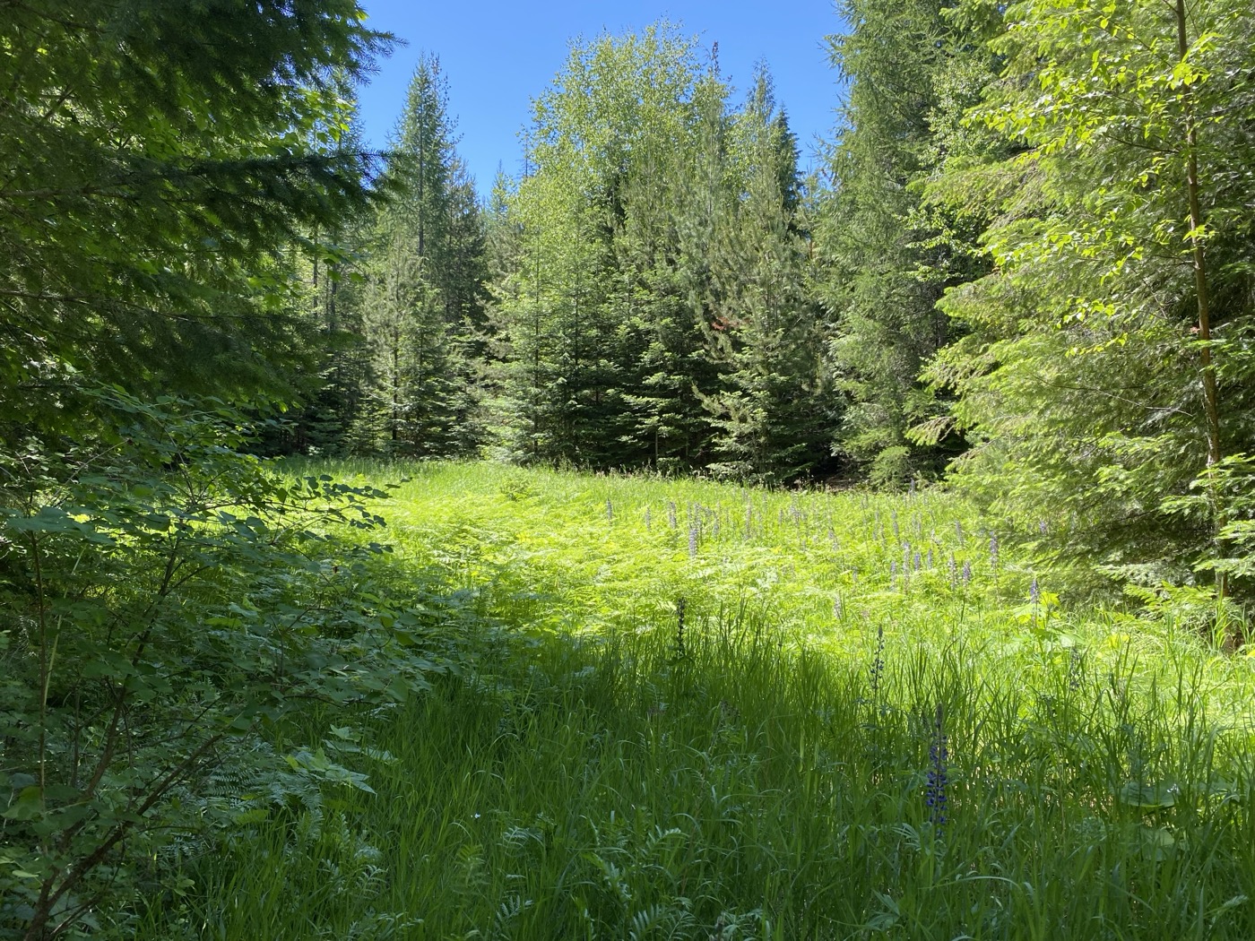 Wildflower meadow on the forest trail