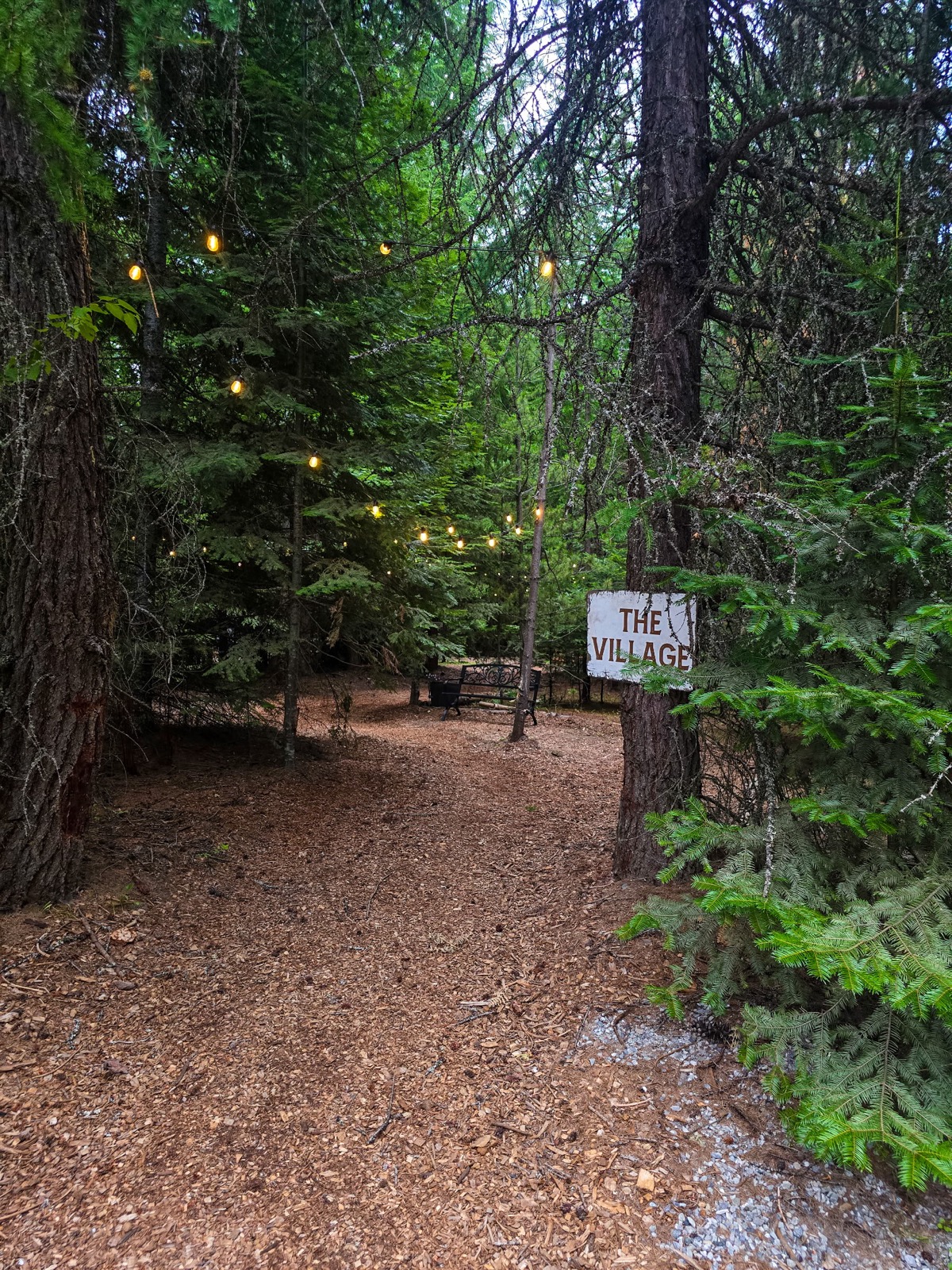 Forest path with string lights
